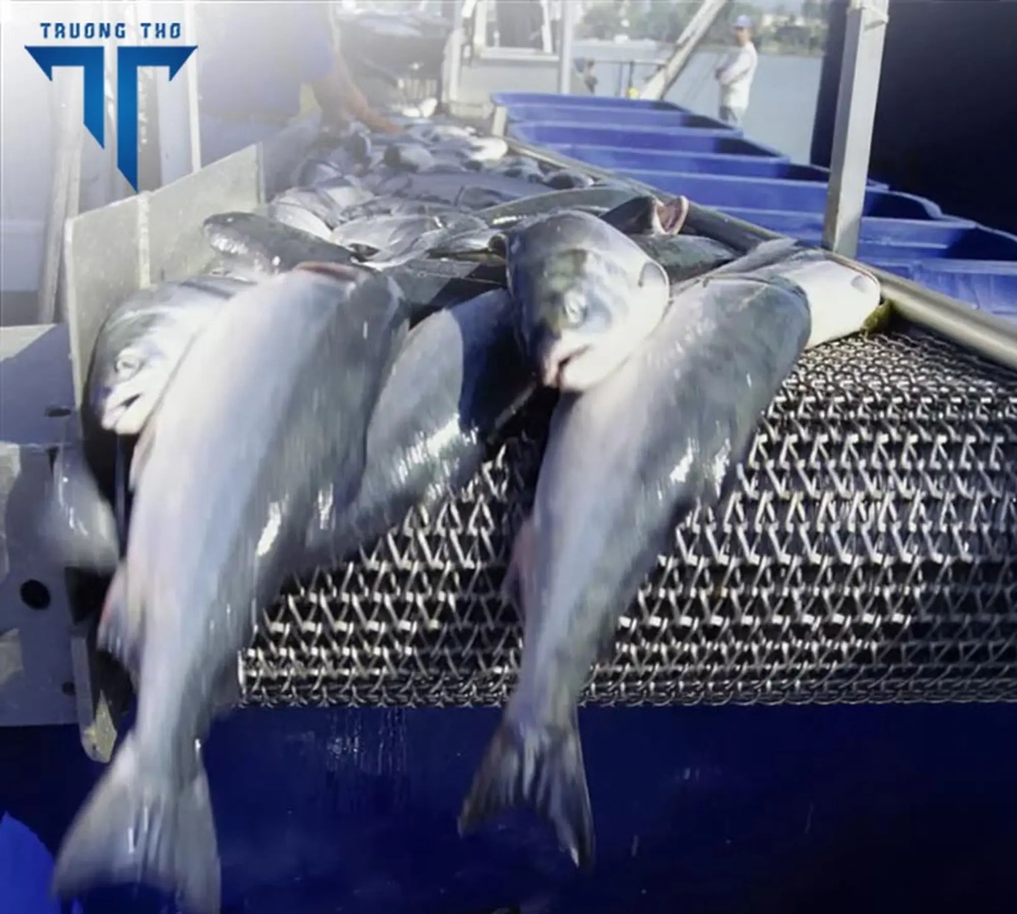 ứng dụng băng chuyền hải sản